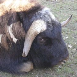 Hasiči odchytávali buvola pod nemocnicí