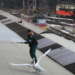 Silvestrovské petardy mohou zabít volně žijící zvířata