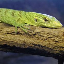 V zoo odchovali vzácného varana
