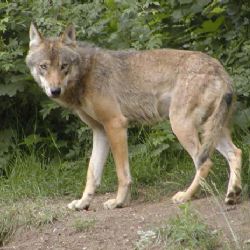Z plzeňské zoo utekla mladá vlčice