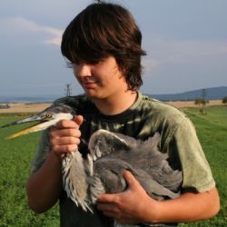 Ekologové na Rokycansku vypouštěli do přírody volavky