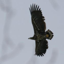 Ochránci přírody pozorovali na Klabavě mořské orly
