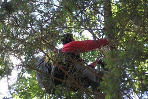 Foto: Parašutista přistál na stromě u Poleňky