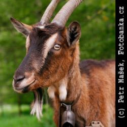 Petr Mašek - Obrázky ze zoo
