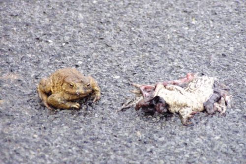Foto: Řidiči musejí dát pozor na žáby, ty vábí láska