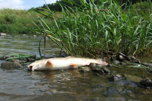 Foto: Ryby v Berounce zabil kyslíkový deficit