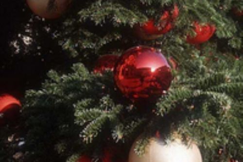 Foto: Vánoční strom v Plzni se rozsvítí příští čtvrtek
