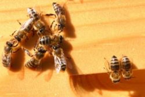 Foto: Včelstva zlikvidovala varroáza