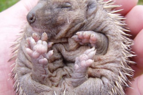 Foto: Zvířecí záchranáři radí: Pomáhejme ježkům s rozumem