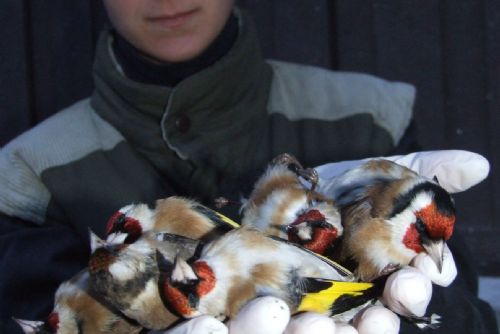 Foto: Během dne uhynulo v Plzni po nárazech do skla 15 ptáků
