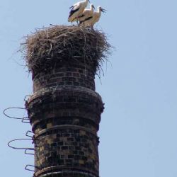 Hotel ve Spáleném Poříčí vyhlásil soutěž Pojmenuj čápa