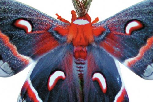 Foto: Chytání nočních motýlů v parku zámku Kynžvart