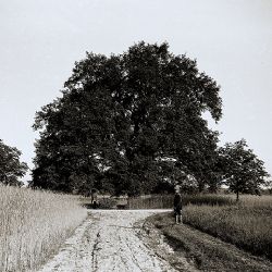Kladrubský dub bojuje ve finále soutěže o Strom roku