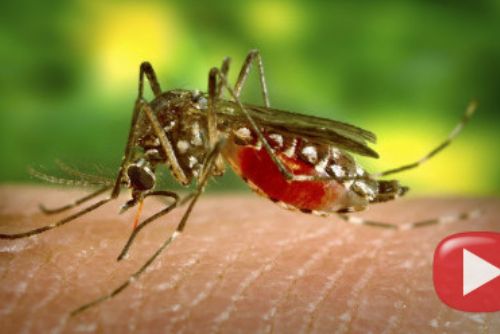 Foto: Komáři berou útokem obyvatele Klatovska