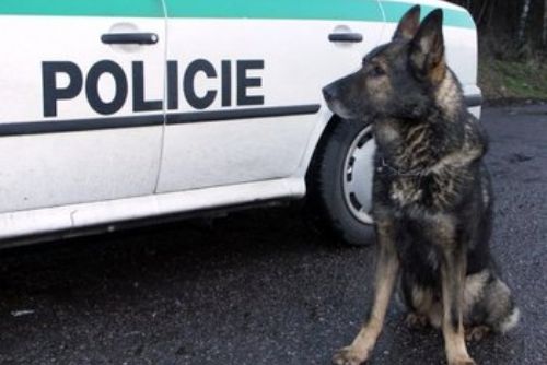 Foto: Zloděje v křoví vystopoval policejní pes