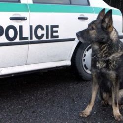 Zloděje v křoví vystopoval policejní pes