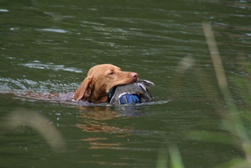 Foto: Lovečtí psi lovili na Kařezských rybnících kachny 