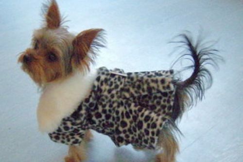 Foto: Mráz oblékl psy v Plzni do svetrů