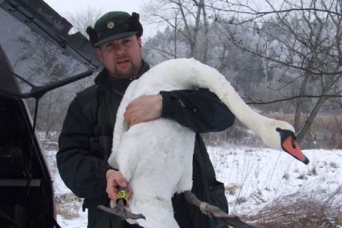 Foto: Na Berounce v Plzni zimuje i labuť z Maďarska