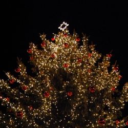 Na plzeňské náměstí dnes večer přivezou vánoční strom