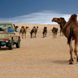 Na ZČU můžete v srpnu studovat arabštinu