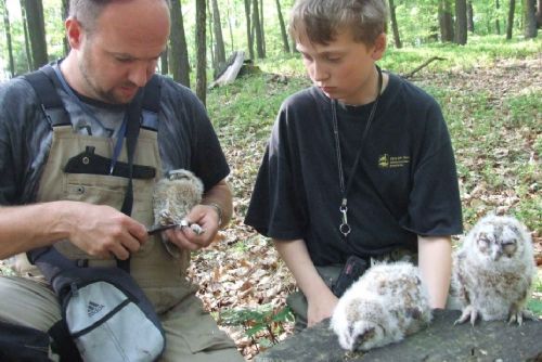 Foto: Ochránci zvířat na Plzeňsku jsou smutní, mláďat sov je málo   