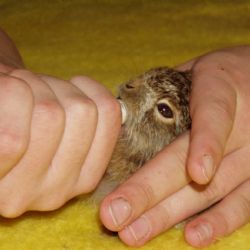 Ochránci zvířat varují: Nenoste mláďata domů