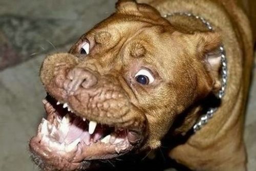 Foto: Opilá žena neuhlídala u Borského parku svého zuřivého psa