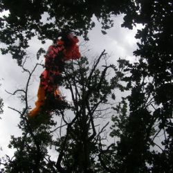 Paraglidista zůstal odpoledne viset v Koterově na stromě