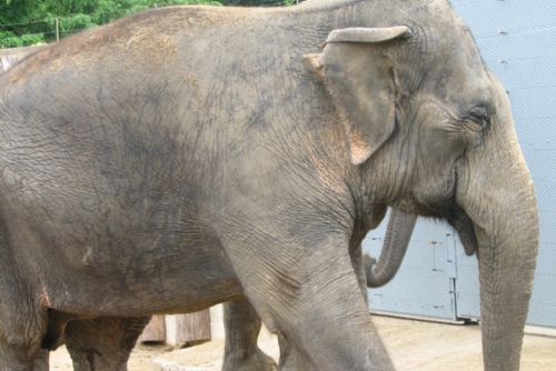 Foto: Plzeňská zoo se rozšíří, bude mít výběh pro slony