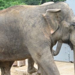 Plzeňská zoo se rozšíří, bude mít výběh pro slony
