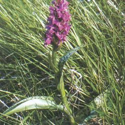 Vandalové na Šumavě ničí vzácné orchideje, prý léčí potenci