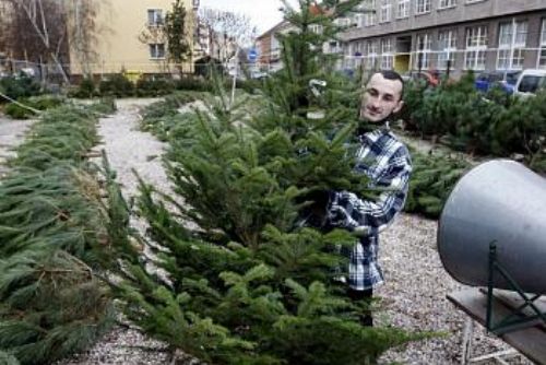 Foto: Prodejci vánočních stromků se zásobují