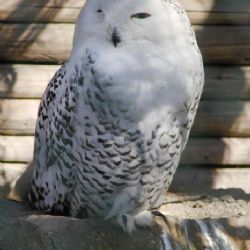 Kašperské Hory zvou na dnešní Mezinárodní den ptactva