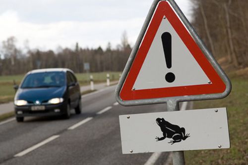 Foto: Řidiči pozor, silnice v kraji přecházejí žáby!