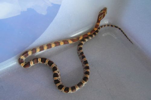 Foto: Strážníci odchytávali na Lochotíně hada