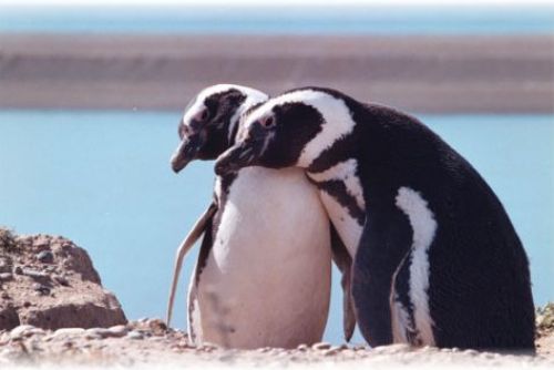 Foto: Tipsport bude dnes nadělovat v ZOO, viktoriáni pokřtí tučňáky