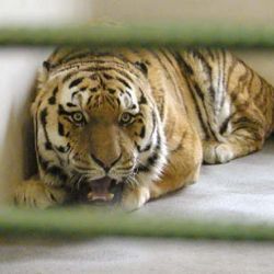 V plzeňské zoo se bude zítra kreslit