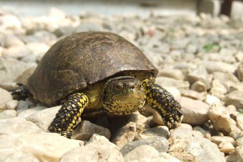 Foto: U Nezvěstic našli vzácnou želvu, je v záchranné stanici