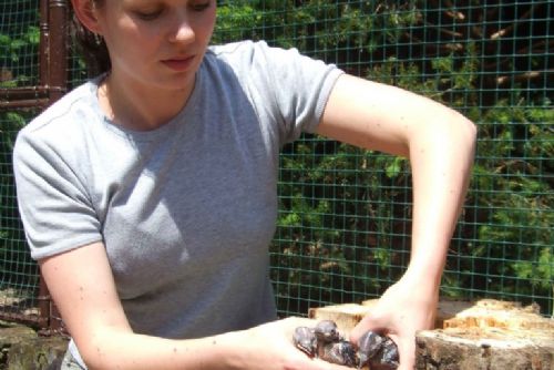 Foto: Záchranná stanice živočichů se stará o mladé strakapoudy