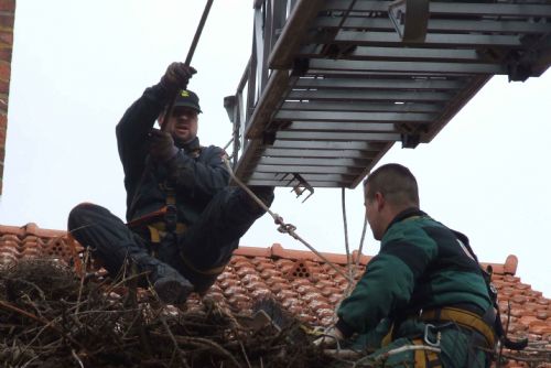 Foto: Zvířecí záchranáři z Plzně upravovali hnízdo čápům v Teplé