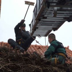 Zvířecí záchranáři z Plzně upravovali hnízdo čápům v Teplé