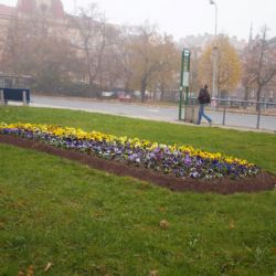 Centrální obvod Plzeň 3 hlásí tisíce vysazených květin