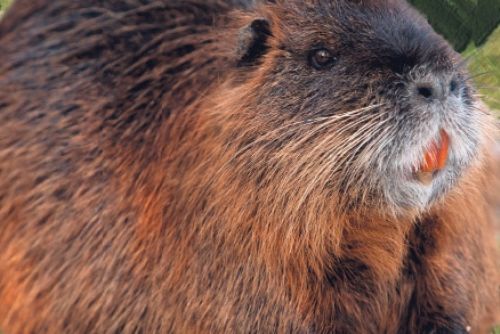 Foto: Český les má novou atrakci - pozorovatelnu bobrů
