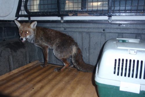 Foto: Do Černic se zatoulala liška, strážníci ji vrátili do přírody