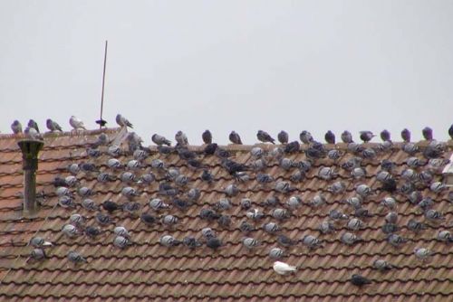 Foto: Plzeňanům létají holubi až do bytů