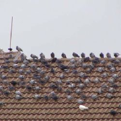 Na náměstí v Plzni trhal holubům hlavy a dával je psům