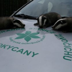 Jezevčí mláďata obývají záchrannou stanici v Rokycanech