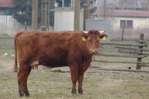 Foto: Krávy - krasavice ve středu v Mrákově nastupují na molo
