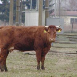 Krávy - krasavice ve středu v Mrákově nastupují na molo